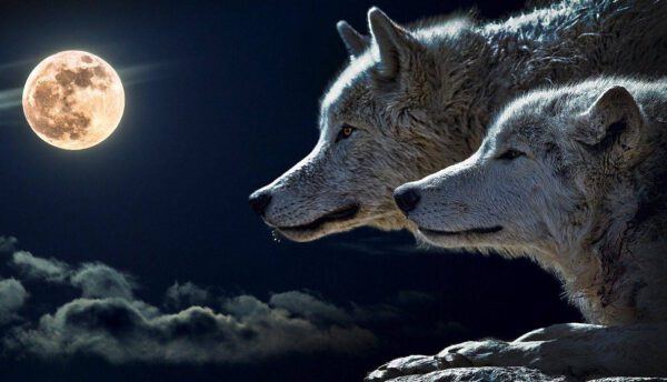 wolf, moon, sky-547203.jpg